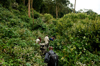 Gorilla trekking