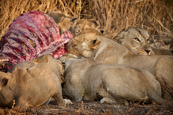 pride of lioness (Panthera leo) at buffalo kill