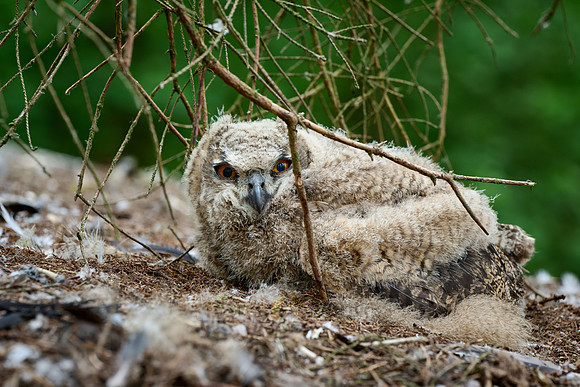 Eurasian eagle-owl fledgling