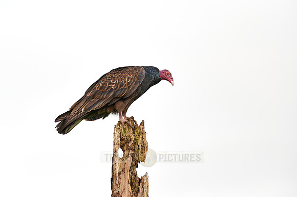 turkey vulture (Cathartes aura)