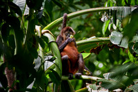 ornate spider monkey (Ateles geoffroyi ornatus)