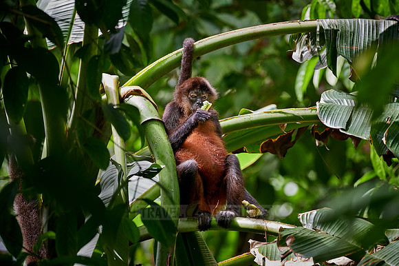 ornate spider monkey (Ateles geoffroyi ornatus)
