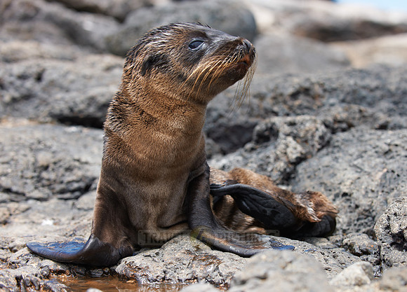 Galapagos-Seelöwe, Zalophus wollebaeki |Galapagos Sea Lion, Zalophus wollebaeki|