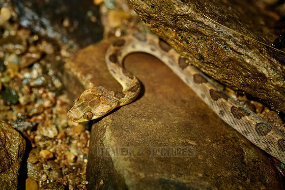 Northern Cat-eyed Snake (Leptodeira septentrionalis)