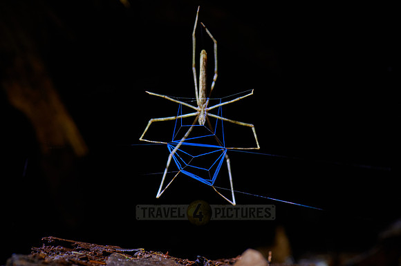 Net-casting spider Deinopis longipes building blue spider web