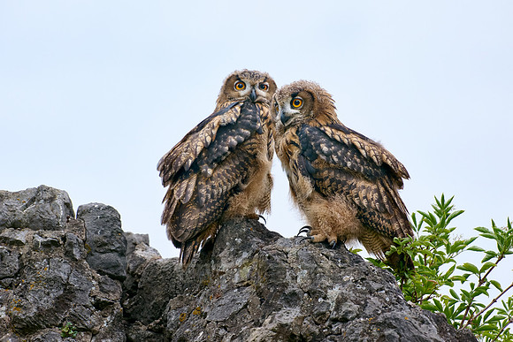 Eurasian eagle-owl (Bubo bubo), two youngster on a rock