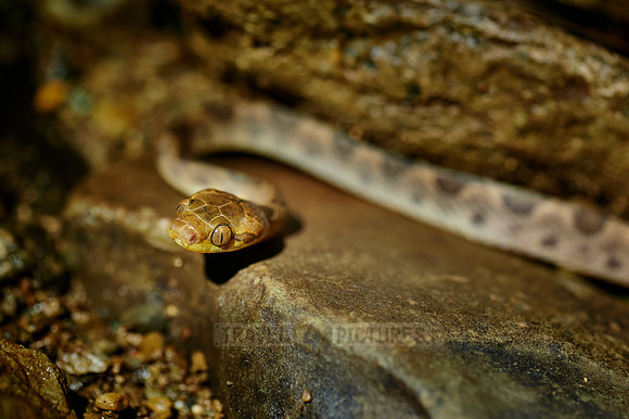 Northern Cat-eyed Snake (Leptodeira septentrionalis)