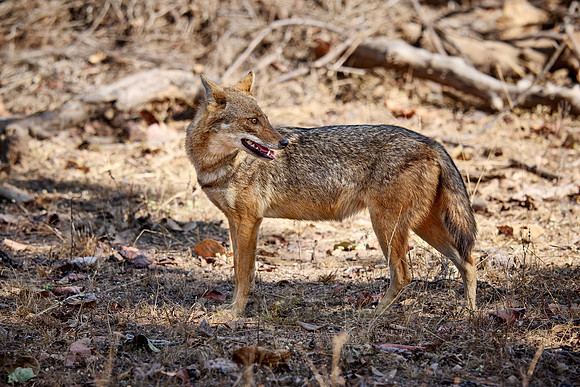 Indian golden jackal or common jackal (Canis aureus)