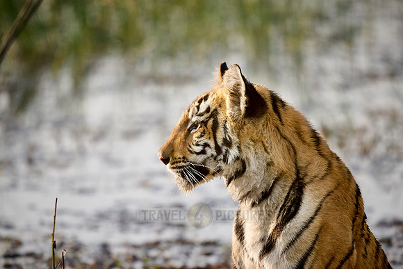 Bengal tiger cub (Panthera tigris tigris)
