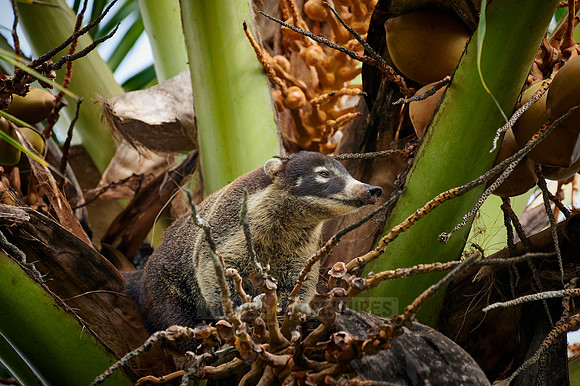 White-nosed Coati, Nasua narica