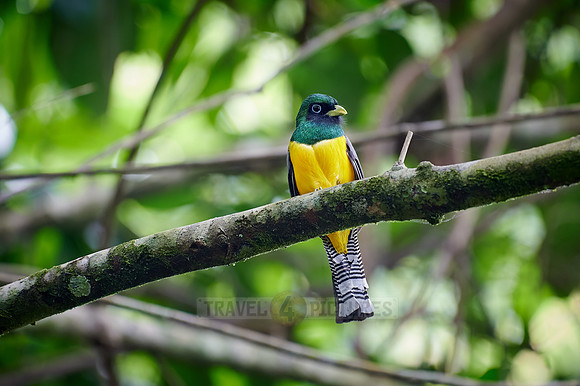 Black-throated trogon (Trogon rufus)