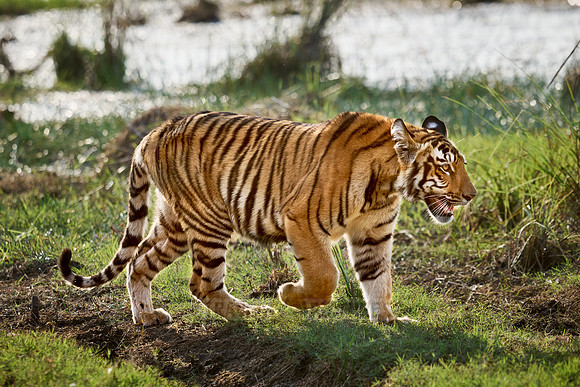 Bengal tiger cub (Panthera tigris tigris)