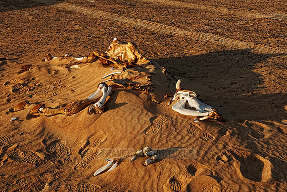 bones in desert landscape