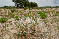 vleilelie, Nerine laticoma