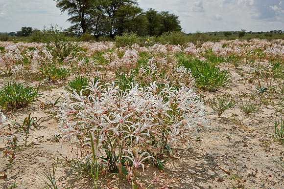 vleilelie, Nerine laticoma