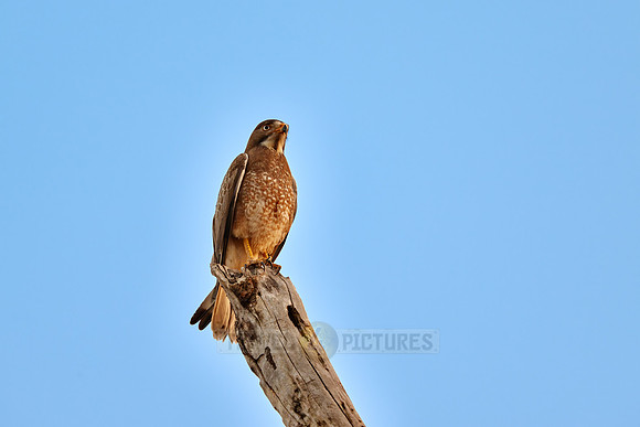 white-eyed buzzard (Butastur teesa)