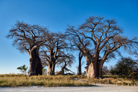 Baines Baobabs