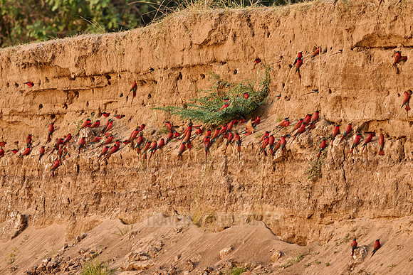 Kolonie Karminspinte (Merops nubicus) |southern carmine bee-eater (Merops nubicoides)|
