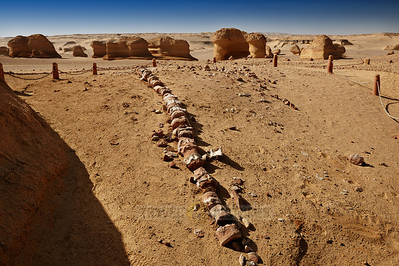petrified skeleton of a whale