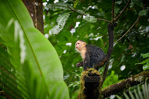 Panamanian white-faced capuchin (Cebus imitator)