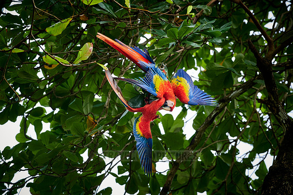 pair of Scarlet macaw (Ara macao)