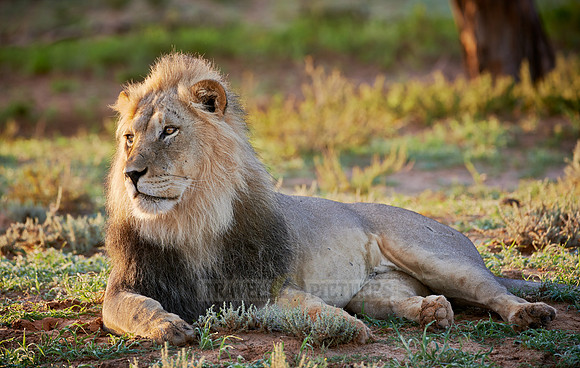 male lion (Panthera leo)