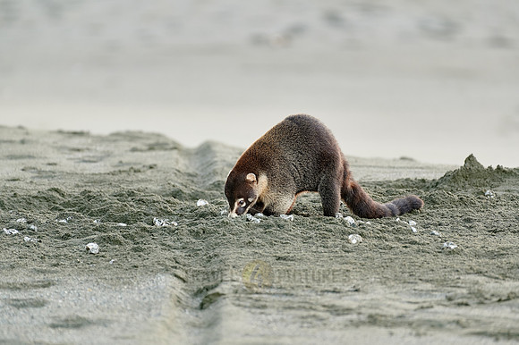 White-nosed Coati plunders nest with turtle eggs