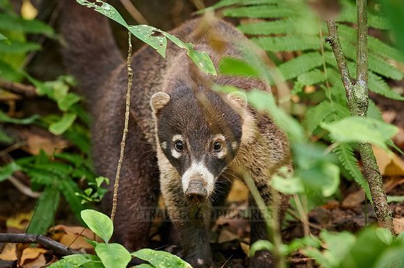 White-nosed Coati, Nasua narica