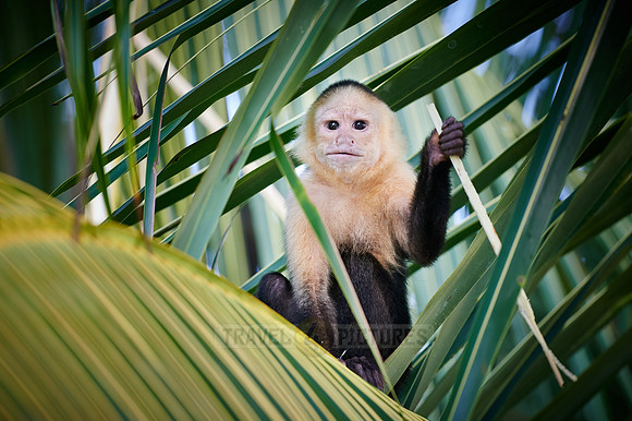 Panamanian white-faced capuchin (Cebus imitator)|