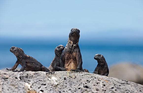 Marine Iguana, Amblyrhynchus cristatus