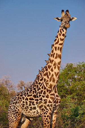 Thornicroft's giraffe (Giraffa camelopardalis thornicrofti)