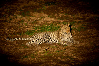 night shot of a African leopard