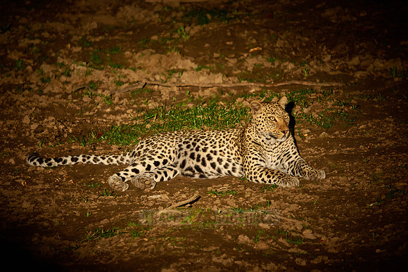 night shot of a African leopard