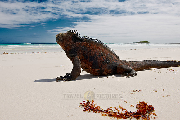 Marine Iguana, Amblyrhynchus cristatus