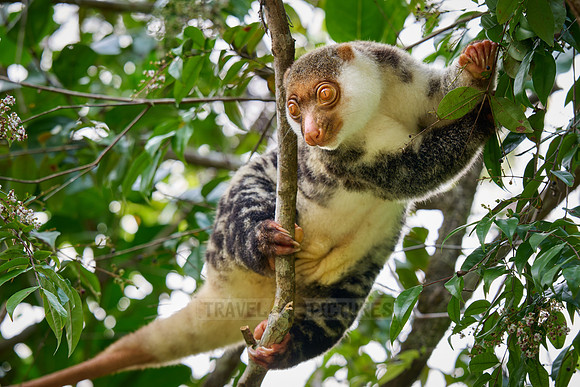 Waigeou cuscus or Waigeou spotted cuscus (Spilocuscus papuensis)