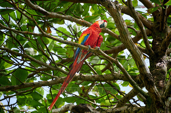 Scarlet macaw (Ara macao)