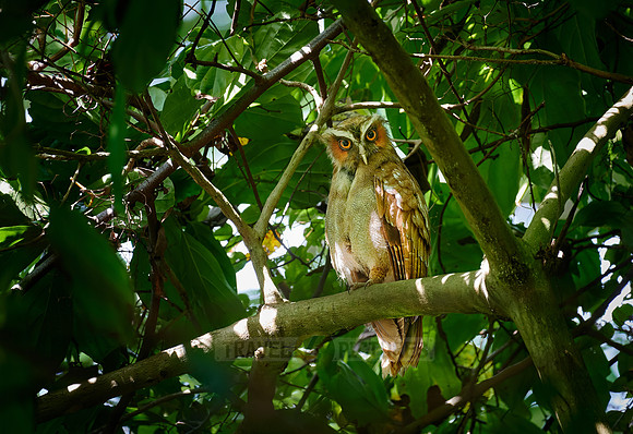 crested owl (Lophostrix cristata)