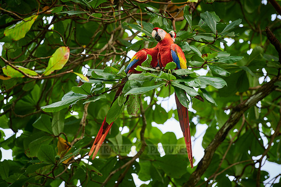 pair of Scarlet macaw (Ara macao)