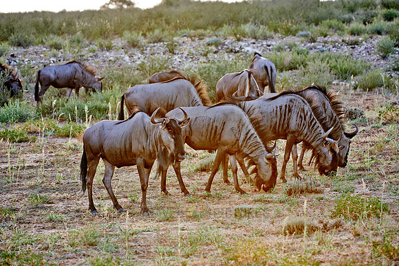 Blue wildebeests, Connochaetes taurinus