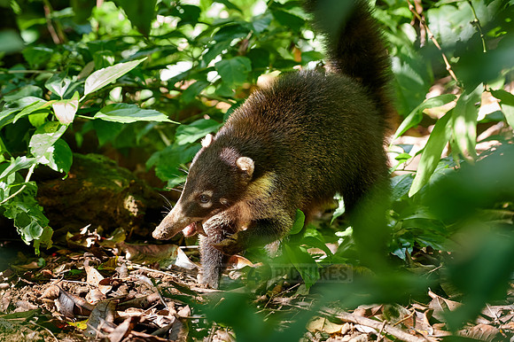 White-nosed Coati, Nasua narica