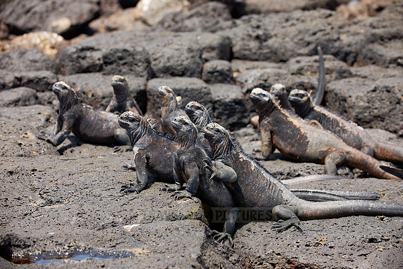 Marine Iguana, Amblyrhynchus cristatus