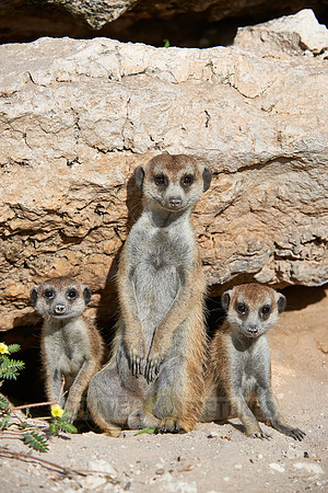 meerkat or suricate, Suricata suricatta