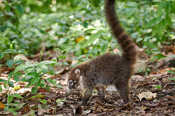 young White-nosed Coati, Nasua narica