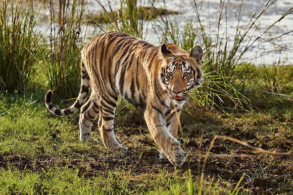 Bengal tiger cub (Panthera tigris tigris)