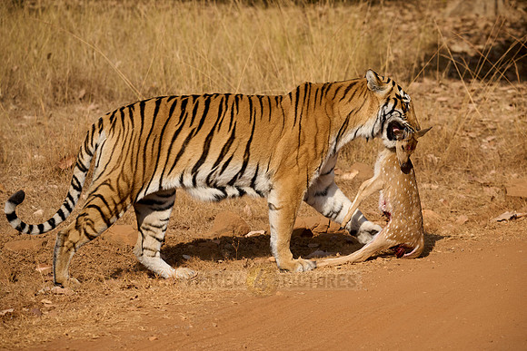 Tiger with prey in mouth