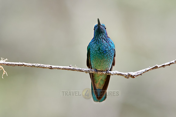 lesser violetear (Colibri cyanotus)