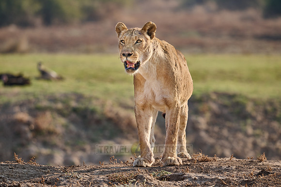 lioness (Panthera leo)