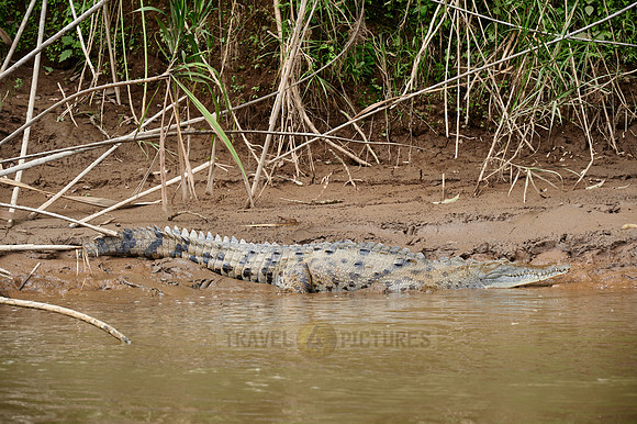 American Crocodile (Crocodylus acutus)