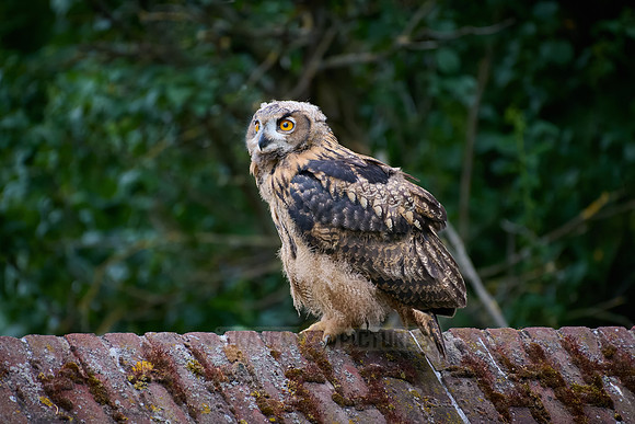 Eurasian eagle-owl (Bubo bubo), youngster on a a wall
