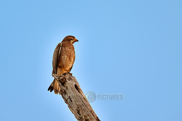 white-eyed buzzard (Butastur teesa)